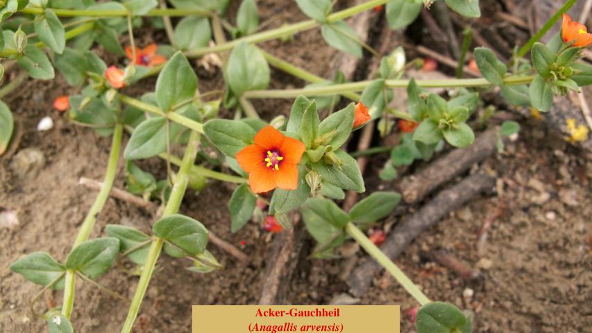  Acker-Gauchheil
(Anagallis arvensis)