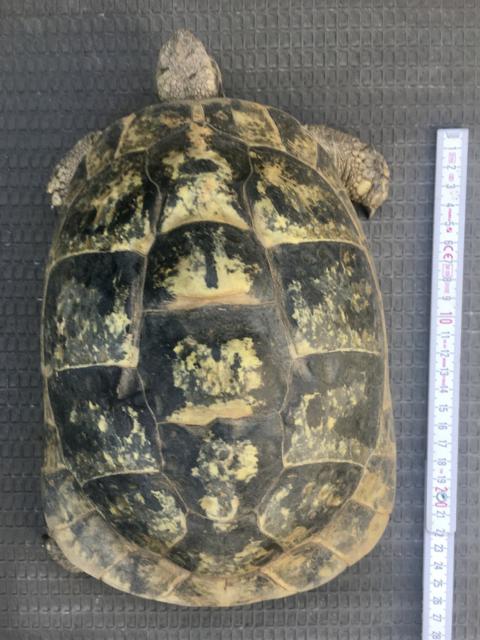 T. h. boettgeri 0,1