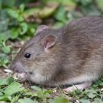 Ratten im Schildkrötengehege