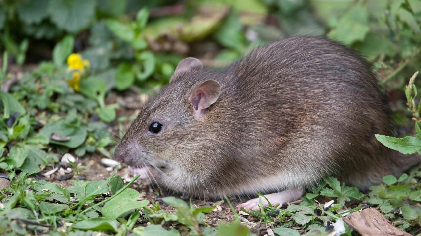 Wanderratte