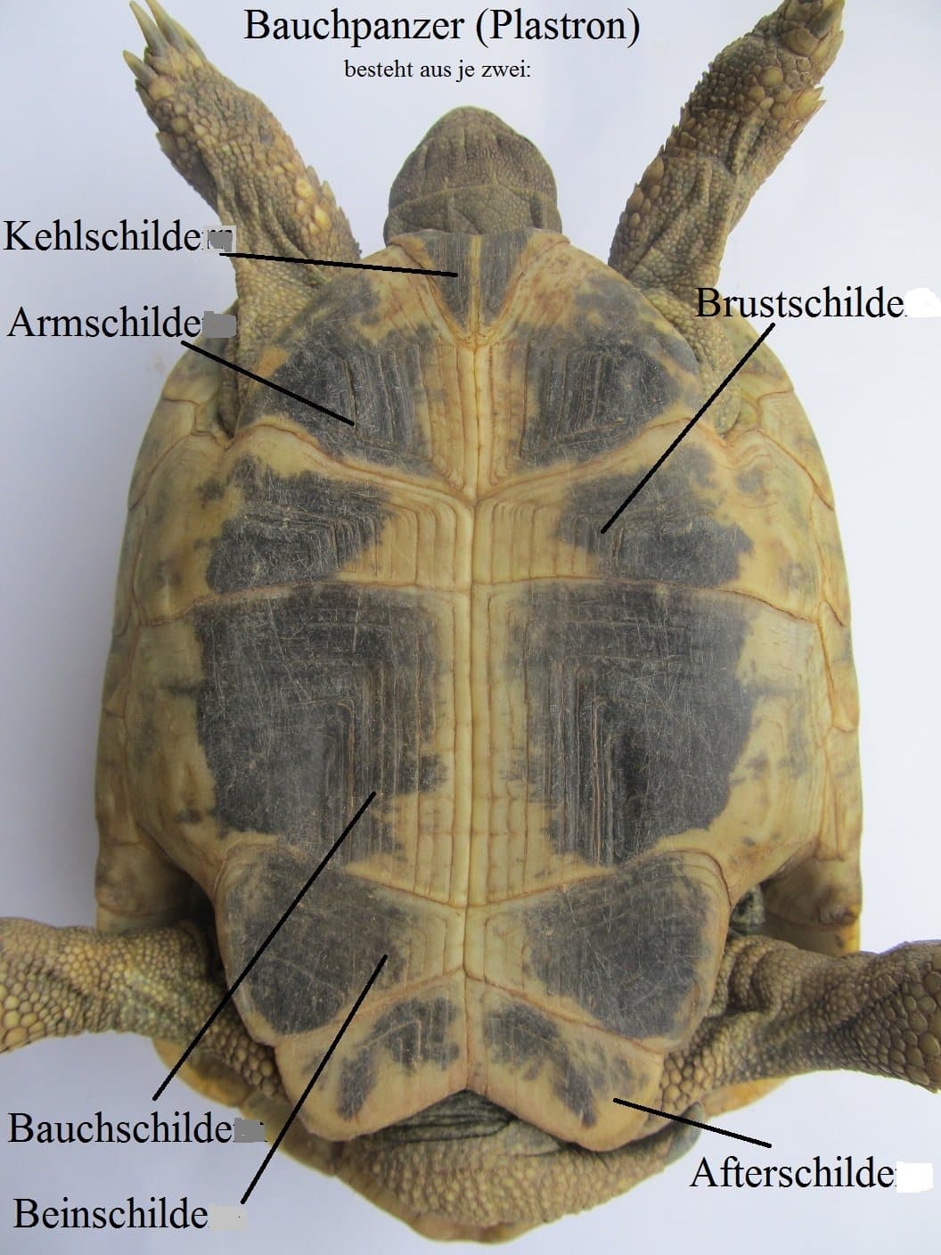 beschreibung griechische landschildkröten mit unterarten