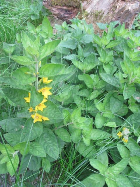 Gilbweiderich im Schildkrötengehege