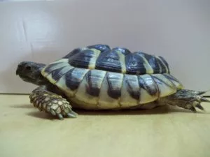 Guschdl