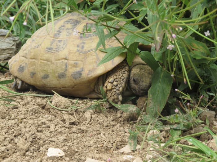 Unsere Susi! Griechische Landschildkröte