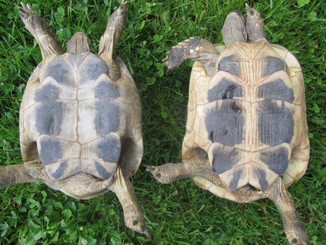 Griechische Landschildkröten-Unterschied Männchen (links) und Weibchen