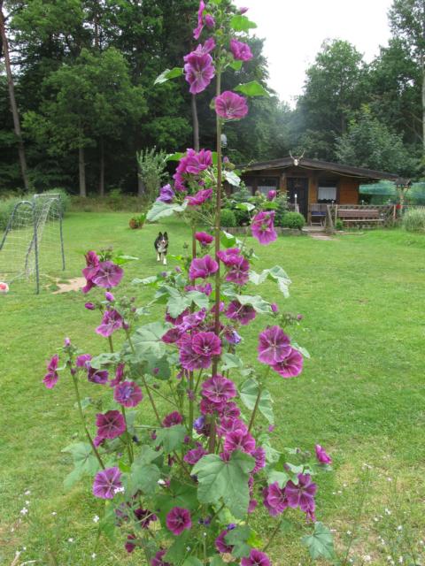 Malve im Schildkrötengehege