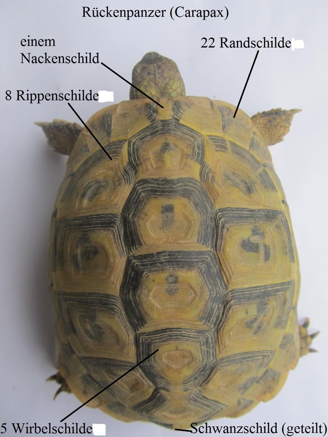 Alles, was Sie über griechische Landschildkröten wissen müssen.