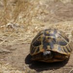 Schildkrötenhabitat auf Menorca