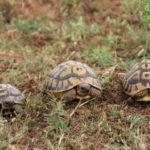 Schildkrötenhabitat auf Menorca