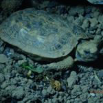 Spaltenschildkröten