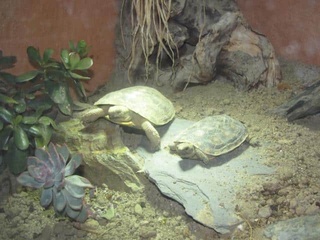 Spaltenschildkröten