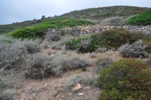 Habitat Griechische Landschildkröten