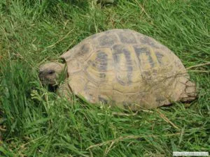 Griechische Landschildkröte