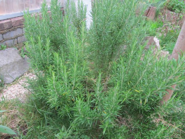 rosmarin2 im Schildkrötengehege