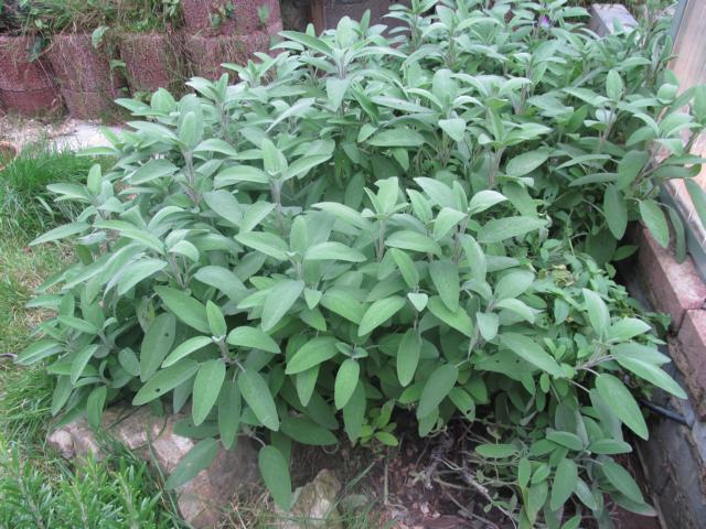 thymian im Schildkrötengehege