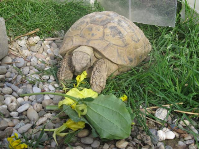 Futterpflanzen für Landschildkröten