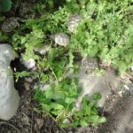 Nachzucht Landschildkröte-babygehege von Kassiopeia