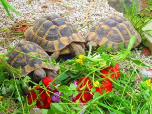 Freigehege Griechische Landschildkröten