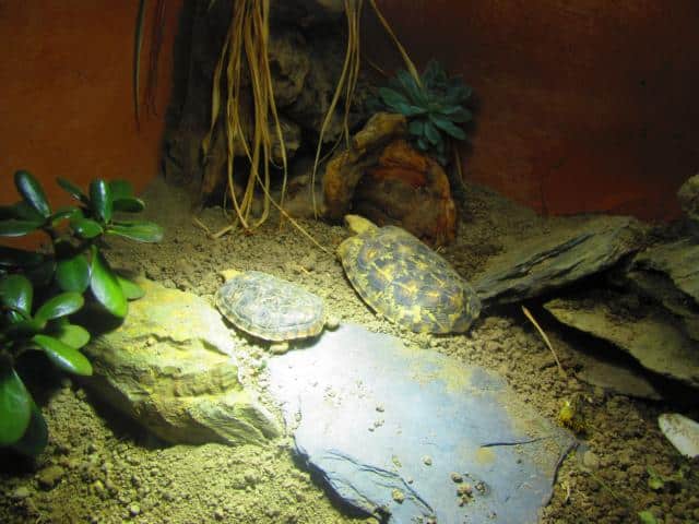 Schildkröten- Die Spaltenschildkröte