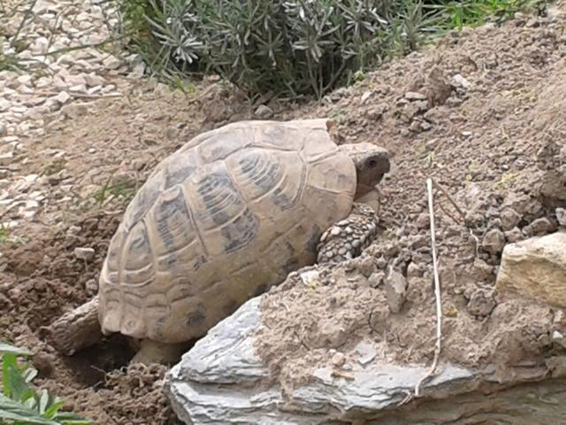 Nachzucht Landschildkröte-Susi, 50 Jähriges Weibchen Testudo hermanni boettgeri, bei Ausheben der Eigrube