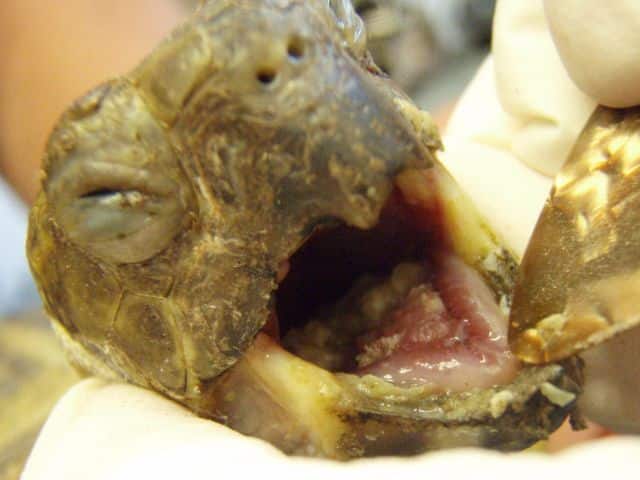 Der typische Belag auf der Zunge bei Herpes-Quarantäne