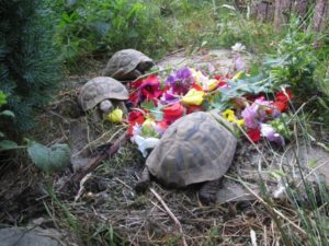 Blüten als Schildkrötennahrung
