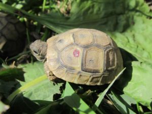 Verschiedene Freigehege für europäische Landschildkröten-Teil 1