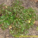 Futterpflanzen für Schildkröten-Gartenschaumkraut