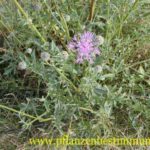 Futterpflanzen für Schildkröten-Skabiosen-Flockenblume