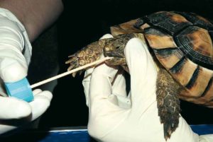 Rachenabstrich bei einer mit Mykoplasmen infizierten Landschildkröte