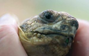 Mykoplasmeninfektionen bei Landschildkröten