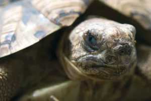 Abb. 2a–d Mit Mykoplasmen infizierte Pantherschildkröten (Geochelone pardalis). Fotos: Hartmut Fehr