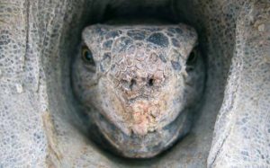 Mykoplasmeninfektion bei Landschildkröten