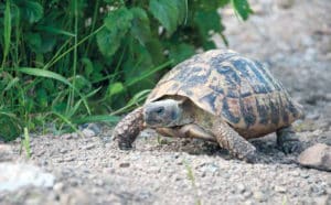 Gesundheitsvorsorge von Landschildkröten