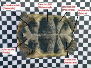 Abb. 2a–b Schildbezeichnungen am Beispiel einer meiner Maurischen Landschildkröten, Testudo graeca, Carapax (a) und Plastron (b). Foto: Amine Fehr