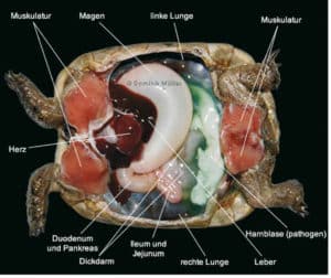 Abb. 3 Ansicht der Bauchorgane. Foto: Dominik Müller (www.mediterrane-landschildkröten.de)