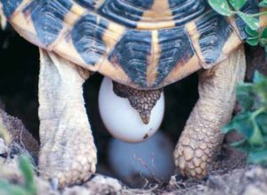 Abb. 8a–b Ein gut positionierter Eiablagehügel mit dem richtigen Erd-Sandgemisch sorgt dafür, dass die Weibchen erfolgreich zur Eiablage kommen. Fotos: Hartmut Fehr