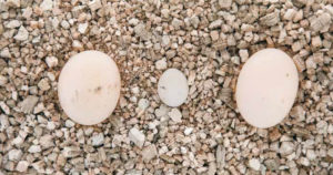 Abb. 9 In seltenen Fällen kann es vorkommen, dass neben normal großen Eiern auch Miniatur-Eier gelegt werden (hier von Testudo hermanni hermanni). Derartige Eier bringen jedoch keine Jungtiere hervor. Foto: Amine Fehr