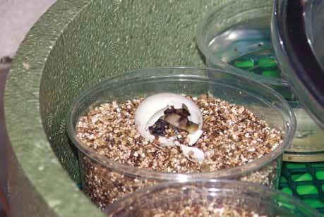 Abb. 10 Bei artgerechter Pflege und korrekter Ernährung der Elterntiere kann man sich bald über den Schlupf von Jungschildkröten freuen. Foto: Hartmut Fehr