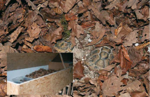 Abb. 11a–b In den Überwinterungskisten (a) befinden sich ein Erd-Sandgemisch und darüber eine dicke Laubschicht, so dass die Schildkröten frostfrei überwintern können (b). Fotos: Amine Fehr