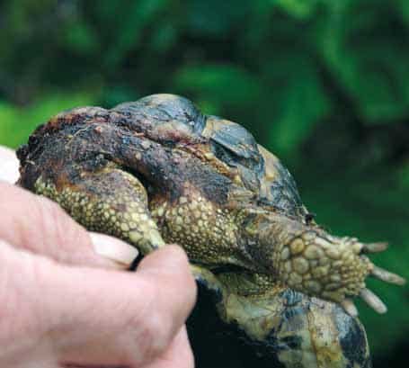 Abb. 14 Stark verletzte und auch deformierte Griechische Landschildkröte. Heavily injured and also deformed tortoise. Foto: Hartmut Fehr