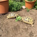Freigehege für europäische Landschildkröten