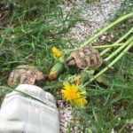 Freigehege von Yvi Turtle