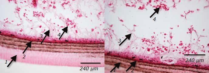 Hornplatten des Plastrons mit den Chromatophorenschichten (Pigmentzellen)