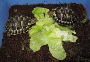 Diese beiden Testudo h. hermanni Geschwistertiere waren von der Panzerröte am stärksten betroffen und überlebten.