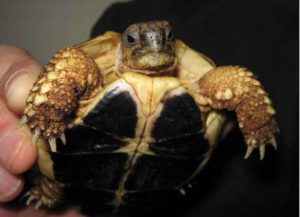 Die kleine Schildkröte von Abb. 3 ist einen Monat später wieder völlig gesund und freut sich ihres Lebens