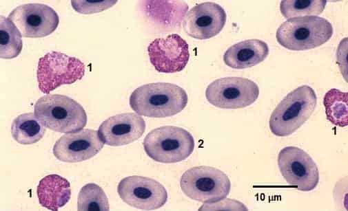 Abb. 5 Blutausstrich aus dem gewonnenen Plastronpunktat (Abb. 4). Neben den Blutzellen – Erythrozyten und Leukozyten – kann man auch Bakterien erkennen. 1=heterophiler Granulozyt, 2=Erythrozyt Färbung: Panoptische Färbung nach Pappenheim