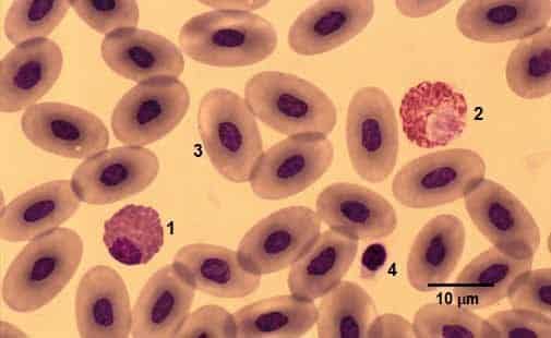 Abb. 6 Blutausstrich aus der dorsalen Schwanzvene, desselben Tieres (Abb. 4–5). Neben einem eosinen und einem heterophilen Granulozyten finden wir noch einen Thrombozyten und viele Erythrozyten, jedoch keine Bakterien. 1=eosinophiler Granulozyt, 2=heterophiler Granulozyt, 3=Erythrozyt, 4=Thrombozyt Färbung: Panoptische Färbung nach Pappenheim