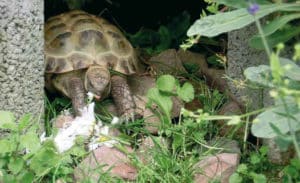Abb. 2 Im Außengehege ist die Wahrscheinlichkeit hoch, dass die Schildkröten mit der Nahrung auch Schimmelhyphen aufnehmen Foto: Petra Kösterke
