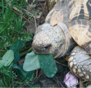 Sternschildkröten